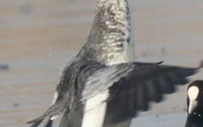 天堂鳥